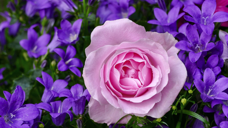 Guinguette des roses - fête des grands-mères 